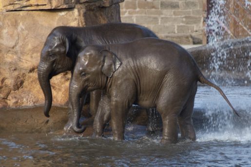Two elephants in water at Chester Zoo.